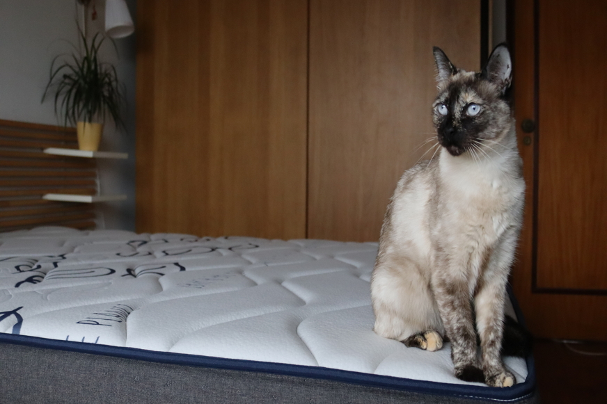 Gato sentado em cima de colchão